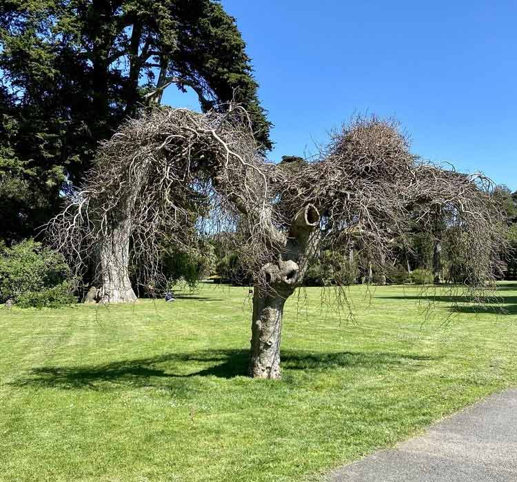 Janis Joplin's Tree